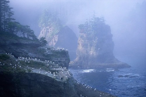 Foggy coastal scene with rocky cliffs and seabirds perched along the shore, creating a serene, misty atmosphere.
