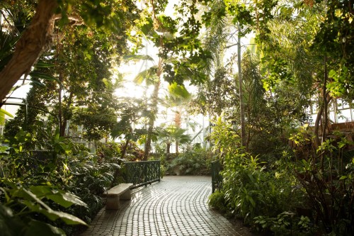 Lush green pathway in a sunlit greenhouse, surrounded by tropical plants and trees.