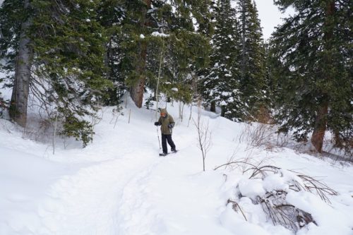 A person snowshoeing on a snowy trail surrounded by evergreen trees in a winter landscape.