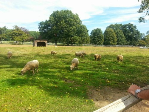 A peaceful pasture with several sheep grazing on green grass under a blue sky and trees in the background.