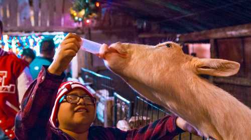 A child in a festive setting feeds a goat with a bottle, surrounded by colorful lights and a barn atmosphere.