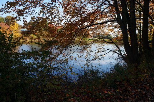 A serene lake surrounded by trees with autumn leaves, reflecting the clear blue sky.