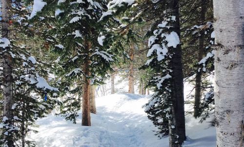 A snowy forest path surrounded by tall evergreen and birch trees, with fresh snow covering the ground.