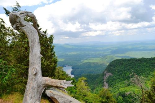A twisted tree branch overlooks a lush green valley and a winding river under a partly cloudy sky.