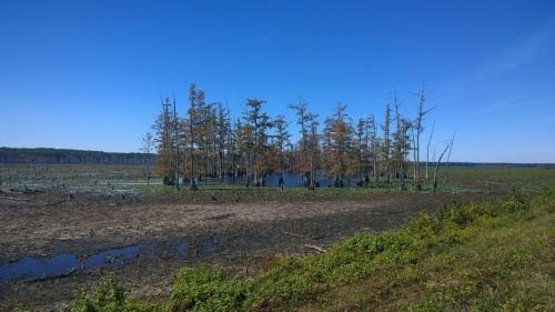 A serene wetland scene featuring a cluster of trees surrounded by water and lush greenery under a clear blue sky.