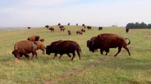 A herd of bison grazes on a grassy hillside under a clear sky.