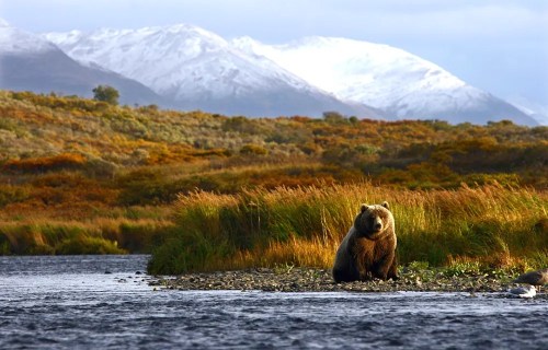 A bear sits by a riverbank with mountains in the background, surrounded by lush greenery and autumn foliage.