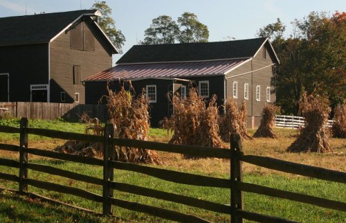 A rustic farm scene featuring a black barn, a house with a metal roof, and dried corn stalks in a grassy field.