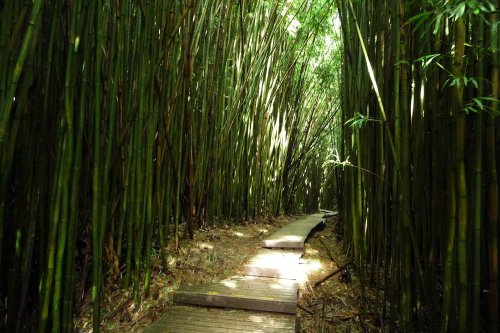 A wooden pathway winds through a lush bamboo forest, with sunlight filtering through the tall green stalks.