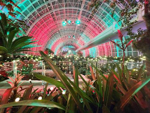 A vibrant indoor garden with colorful lights and lush greenery, creating a festive atmosphere.