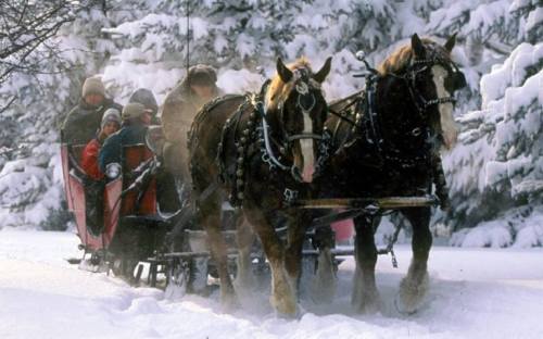 A horse-drawn sleigh carries passengers through a snowy landscape, surrounded by trees covered in snow.