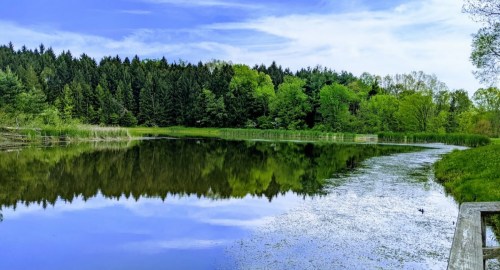 A serene pond surrounded by lush green trees, reflecting the blue sky and clouds.