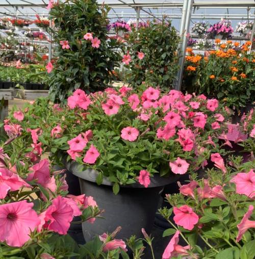 A vibrant greenhouse filled with blooming pink petunias in large pots, surrounded by various colorful plants.