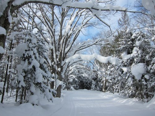 A snowy path winds through trees, their branches heavy with fresh snow under a bright blue sky.