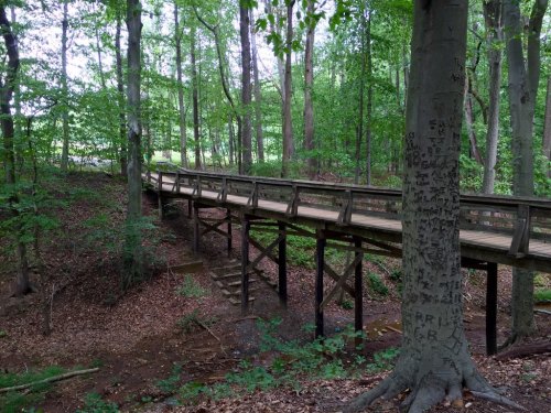 A wooden bridge spans a wooded area, surrounded by lush green trees and fallen leaves on the ground.