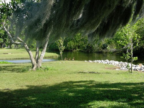 A serene landscape featuring a pond, lush greenery, and a few ducks near the water's edge under a tree.