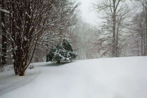 A snowy landscape with trees partially obscured by falling snow, creating a serene winter scene.