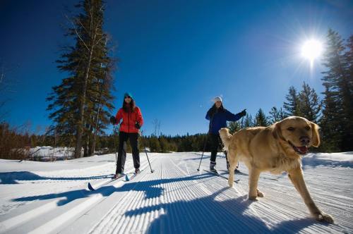 Two women cross-country skiing on a snowy trail with a golden retriever walking beside them under a clear blue sky.