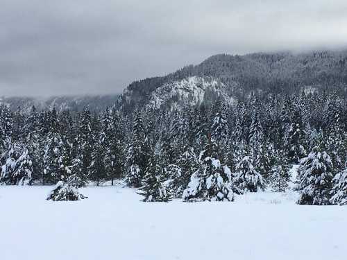 A snowy landscape with evergreen trees and a mountain in the background under a cloudy sky.