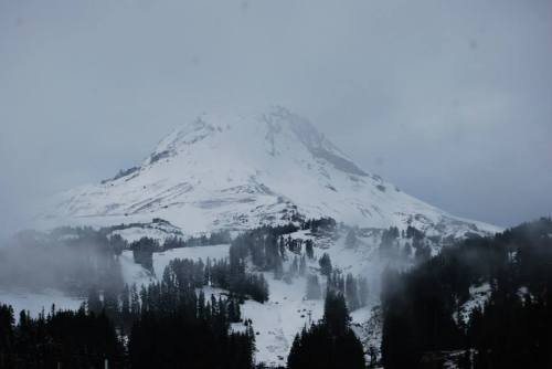 A snow-covered mountain shrouded in fog, surrounded by dark evergreen trees.