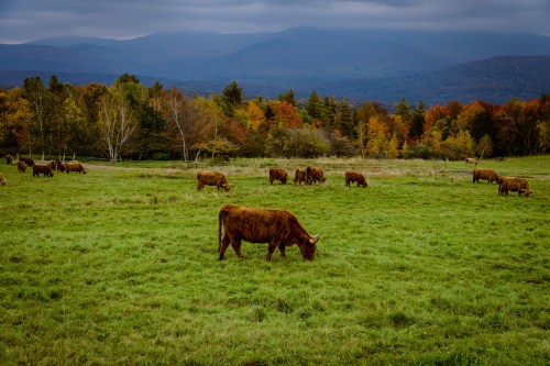 A herd of brown cattle grazes in a green field, surrounded by autumn-colored trees and mountains in the background.