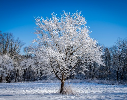 A solitary tree covered in snow stands against a clear blue sky, surrounded by a snowy landscape.