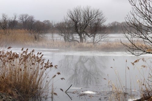A misty landscape featuring a calm water body, bare trees, and tall grasses reflecting in the water.