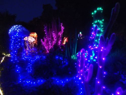 Colorful lights illuminate cacti in a garden at night, creating a vibrant and festive atmosphere.