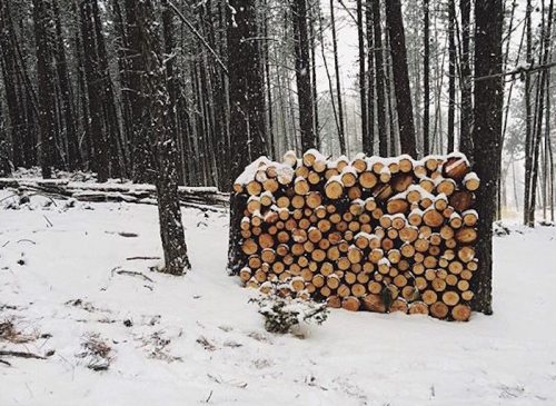 A stack of firewood covered in snow, surrounded by tall trees in a winter forest setting.