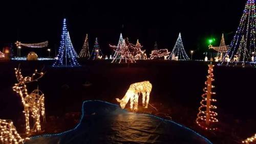 A festive display of colorful holiday lights, featuring illuminated trees and decorations in a dark night setting.