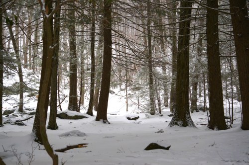 A snowy forest scene with tall trees and a light dusting of snow on the ground, creating a serene winter atmosphere.