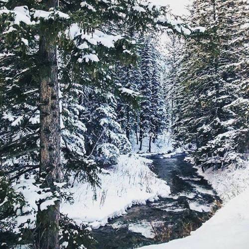 A serene winter landscape featuring a snow-covered forest and a gently flowing stream.