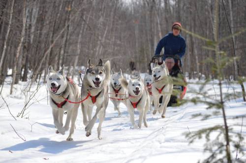 A team of sled dogs runs through snowy woods, pulling a sled with two people on it.