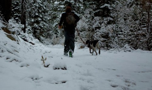 A person walks a dog on a snowy trail surrounded by trees in a winter landscape.