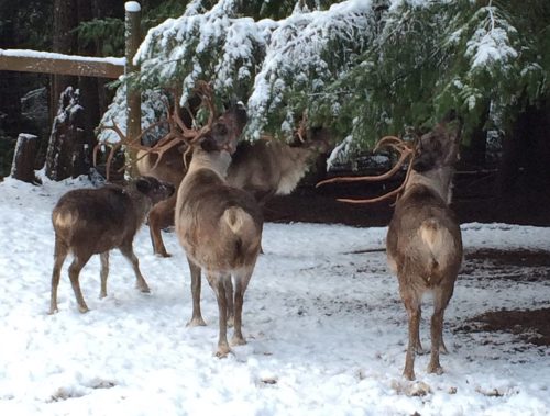 A group of deer with antlers stands in a snowy forest, surrounded by evergreen trees.