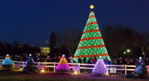 A large, brightly lit Christmas tree stands beside smaller decorated trees, with a crowd gathered in the evening.