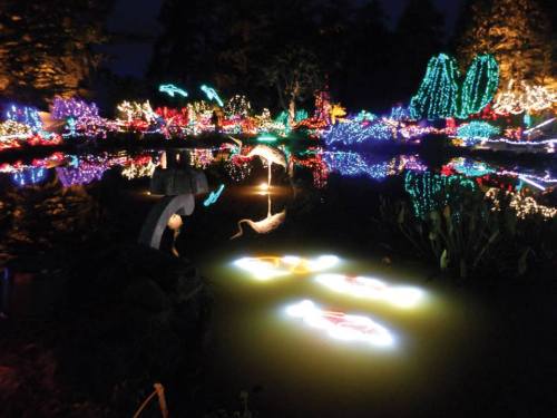 A serene pond at night, illuminated by colorful lights reflecting on the water, surrounded by vibrant foliage.
