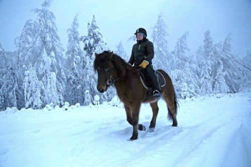 A person rides a horse through a snowy landscape, surrounded by tall, snow-covered trees.