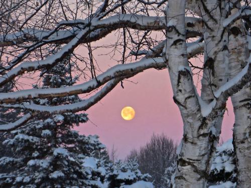 A full moon rises behind snowy trees, framed by bare branches against a pastel pink sky.