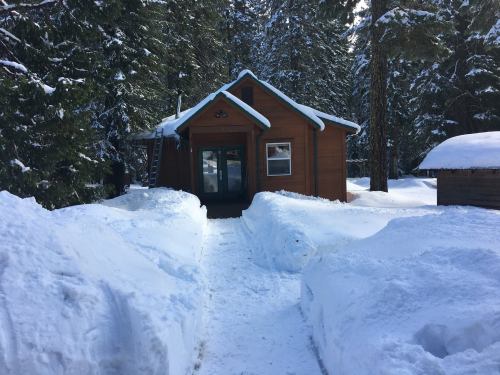 A cozy wooden cabin surrounded by deep snow and tall evergreen trees, with a clear path leading to the entrance.