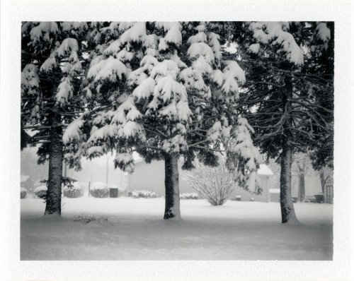 Snow-covered trees in a winter landscape, with a soft blanket of snow on the ground and a quiet, serene atmosphere.
