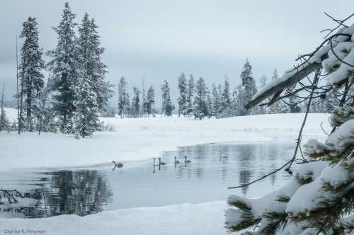 A serene winter scene with snow-covered trees and a calm river, featuring swans swimming peacefully.