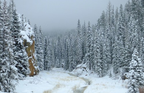 A snowy landscape with tall evergreen trees lining a winding river, under a cloudy, gray sky.