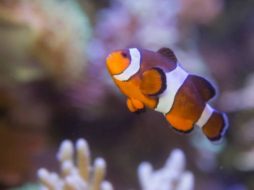 A vibrant clownfish swimming among colorful coral in an aquarium.