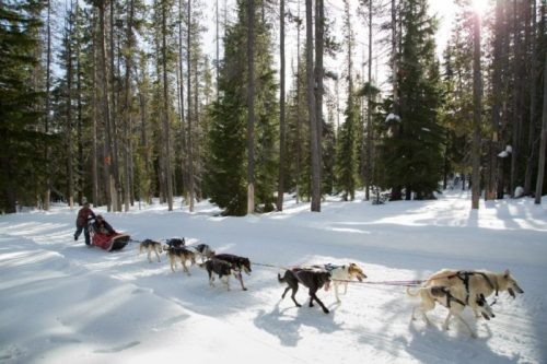 A dog sled team pulls a sled through a snowy forest, with tall trees and sunlight filtering through the branches.