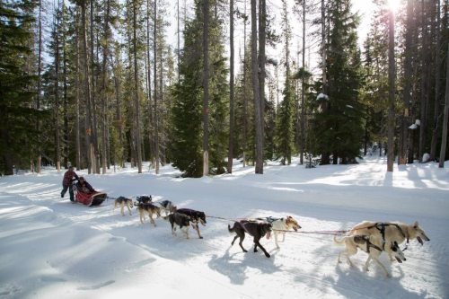 A dog sled team travels through a snowy forest, with a musher guiding the sled behind them. Sunlight filters through trees.