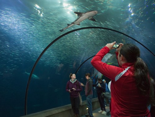 A person takes a photo of a shark swimming overhead in an aquarium tunnel, surrounded by other visitors.
