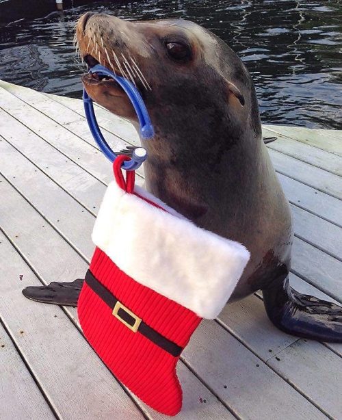 A seal holding a festive Christmas stocking with a Santa hat design by the water's edge.