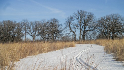 A snowy path winds through tall grass and bare trees under a clear blue sky.