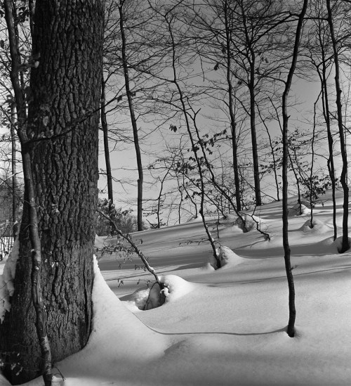 A black and white image of a snowy forest with tall, bare trees and soft snow covering the ground.